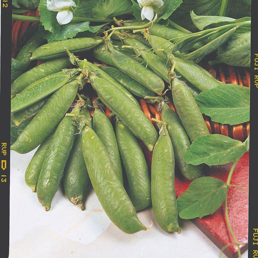 Thompson and Morgan Pea Avola Seed Packet Image 2