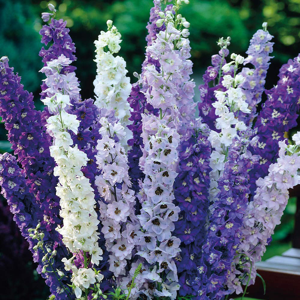 Thompson and Morgan Delphinium Pacific Hybrids Postiplugs 10 Pack Image 1