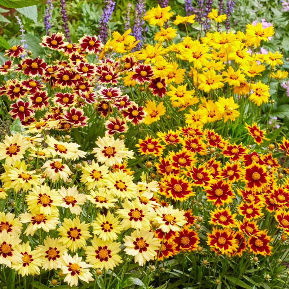 Thompson & Morgan Coreopsis Solar Jumbo Plant Plug 4 Pack Image 1