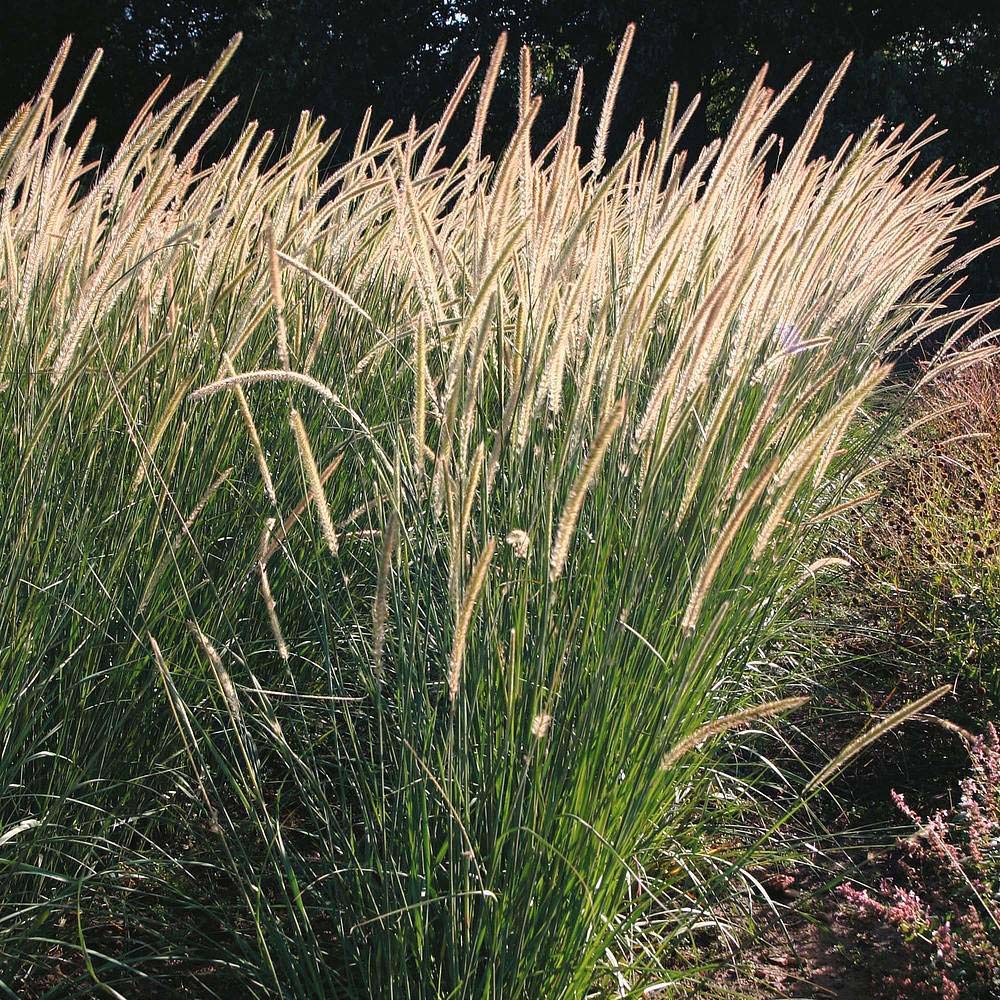 Thompson & Morgan Pennisetum Macrourum Tail Feathers Seeds Image