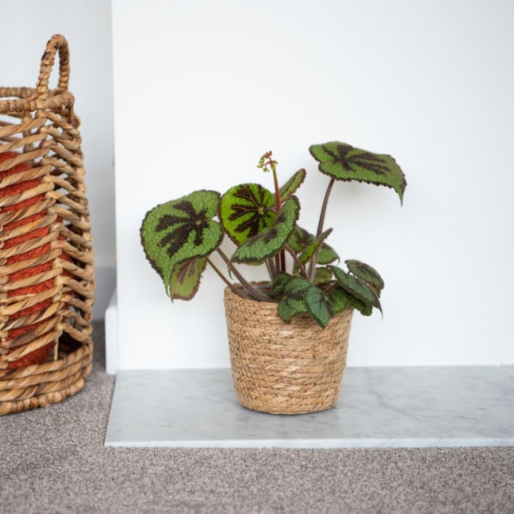 Thompson & Morgan Begonia Masoniana Jungle Rock 12cm 2 Pack Image 5