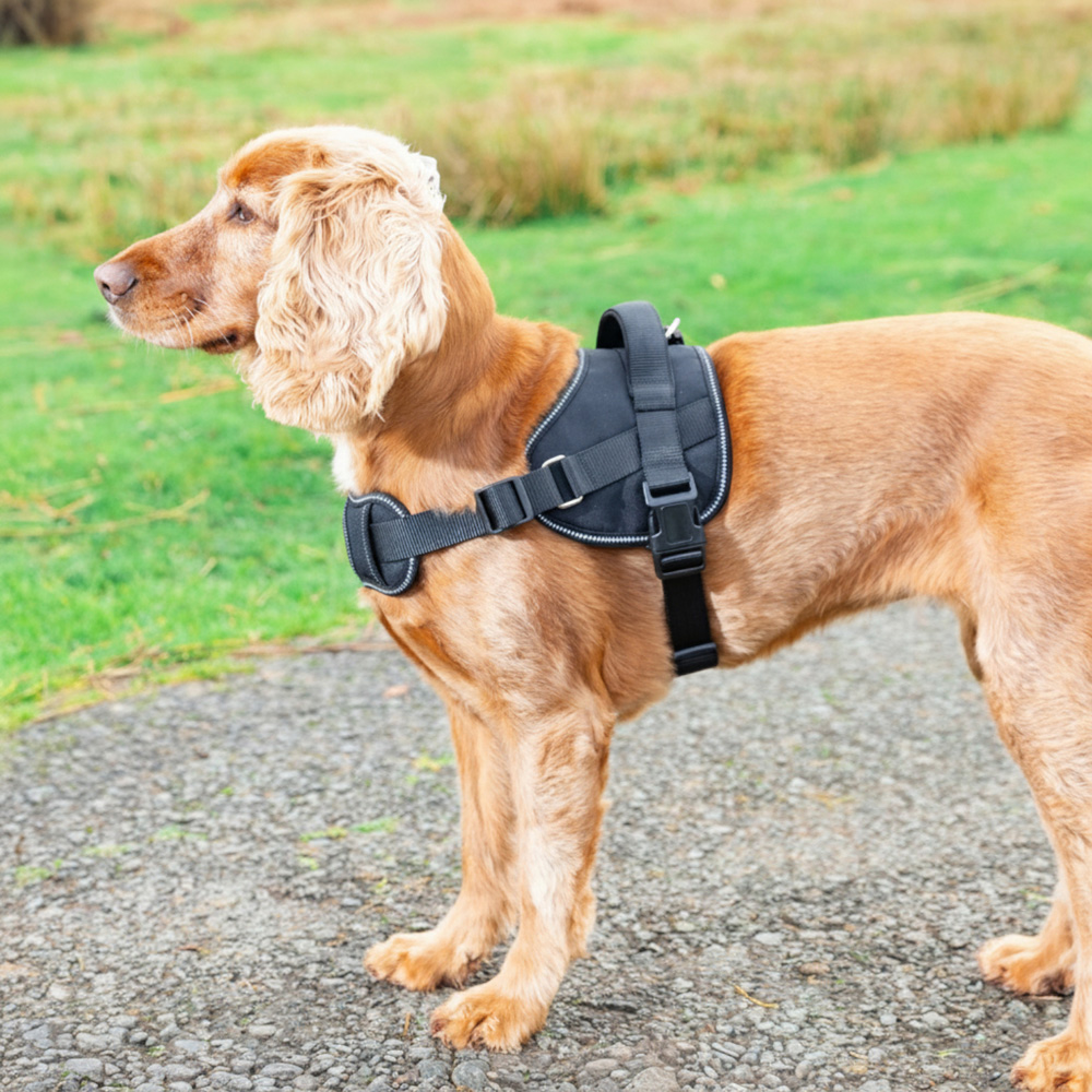 Explorer Harness Black Extra Large Image 9