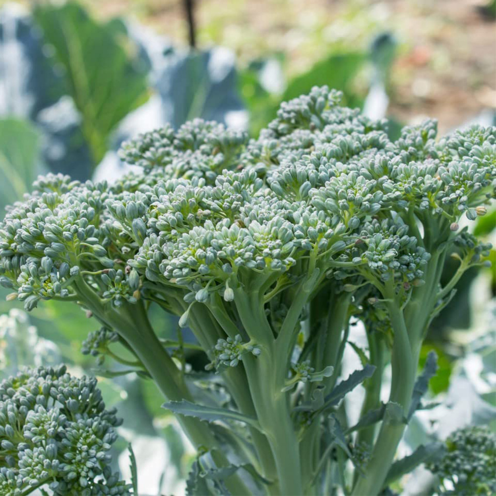 Thompson & Morgan Sprouting Broccoli Bellaverde Sibsey Postiplugs 12 Pack Image 1