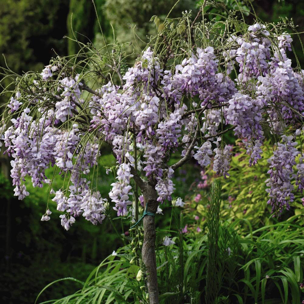 Thompson and Morgan Wisteria Tree Standard Plant Pot 2L 2 Pack Image 1