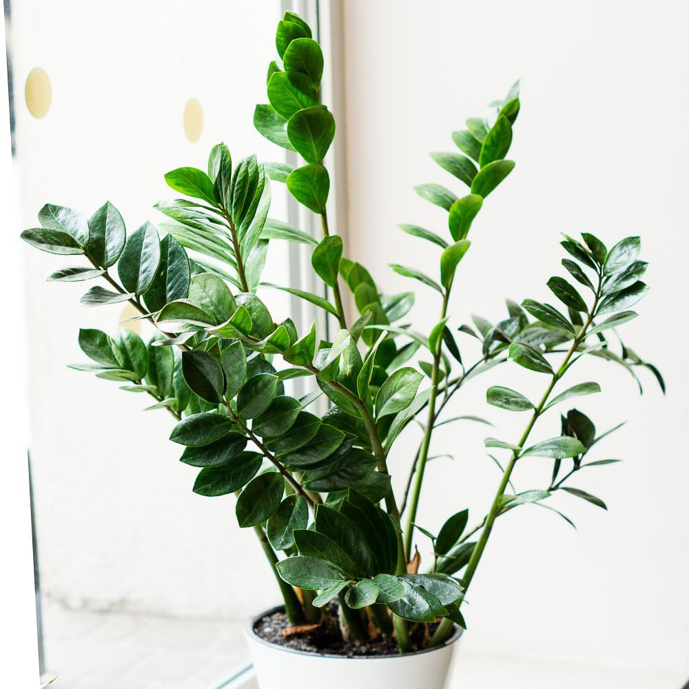 Thompson and Morgan Zamioculcas Zamiifolia Plant in Pot 17cm Image 1