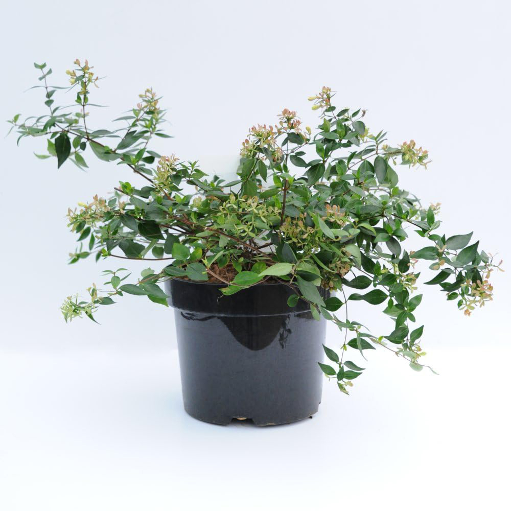 Thompson and Morgan Abelia Grandiflora Plant Pot 3.5L 2 Pack Image 4