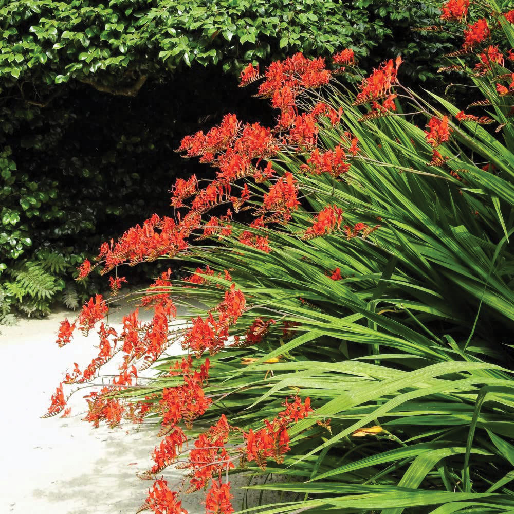 Thompson and Morgan Crocosmia Lucifer Planting Bulb 20 Pack Image 2