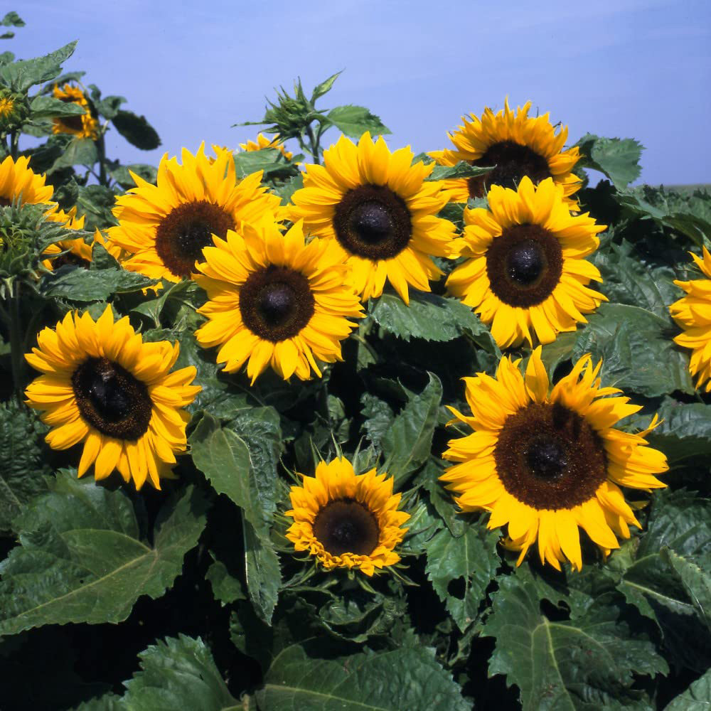 Thompson & Morgan Sunflower Little Dorrit F1 Hybrid Seeds Image 1