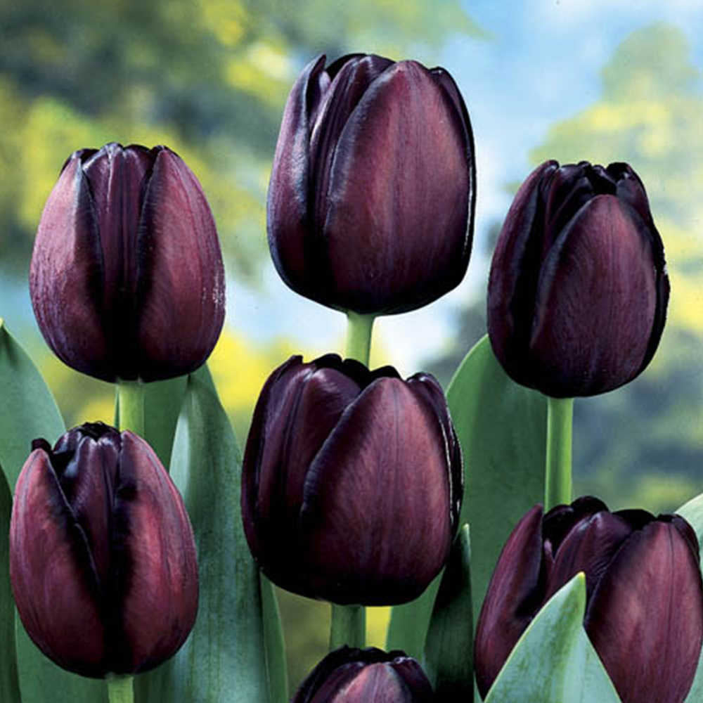 wilko Tulip Queen of the Night Planting Bulb 15 Pack Image 1