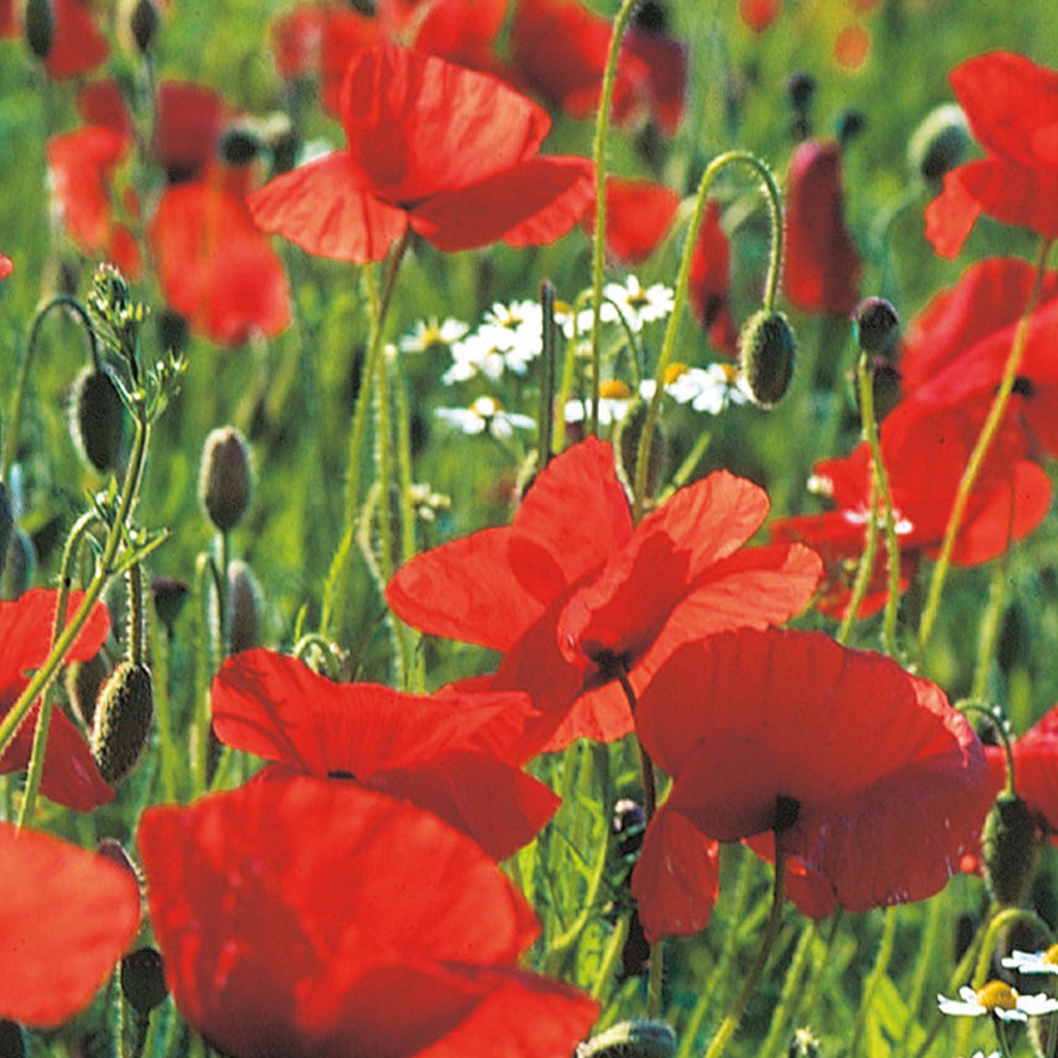 Johnsons Wildflowers Poppy Flower Seeds Image 1