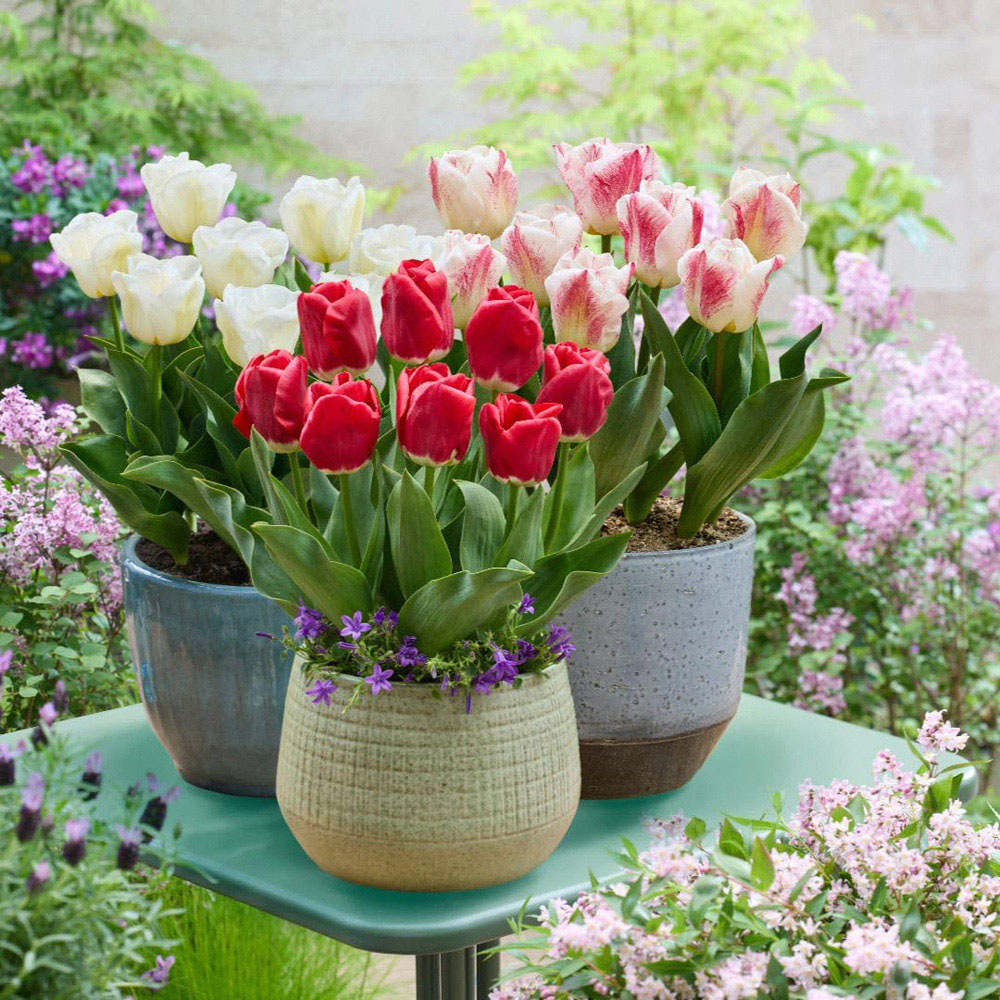Thompson and Morgan Tulip Calgary Mix Bulbs 9 Pack Image 3
