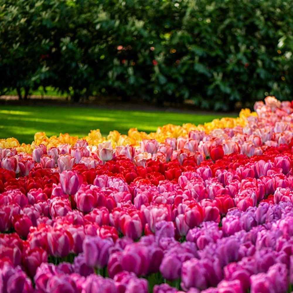 Thompson and Morgan Tulip Giant Collection Planting Bulb 20 Pack Image 2