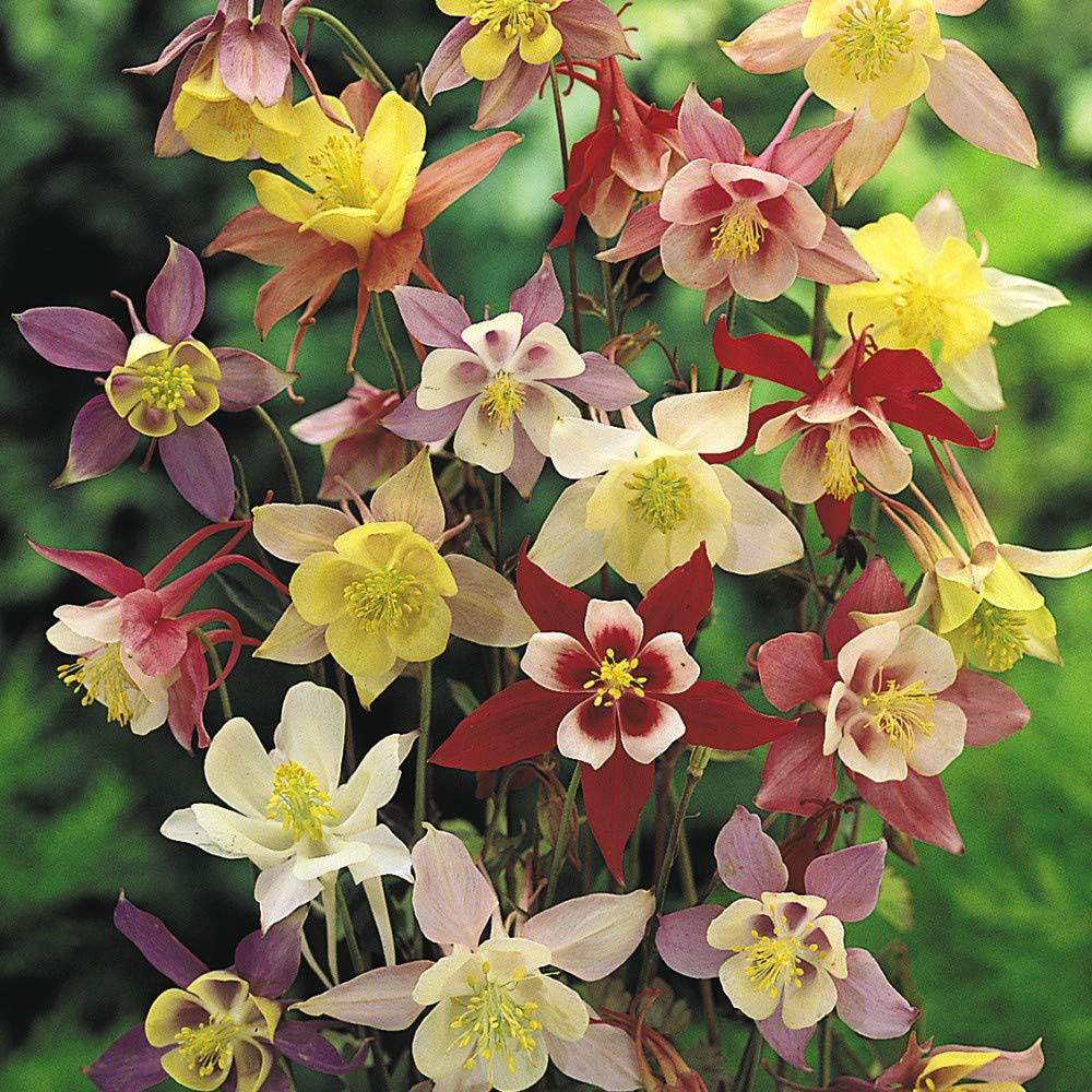 Thompson & Morgan Aquilegia Mckana Hybrids Bare Roots 3 Pack Image 2
