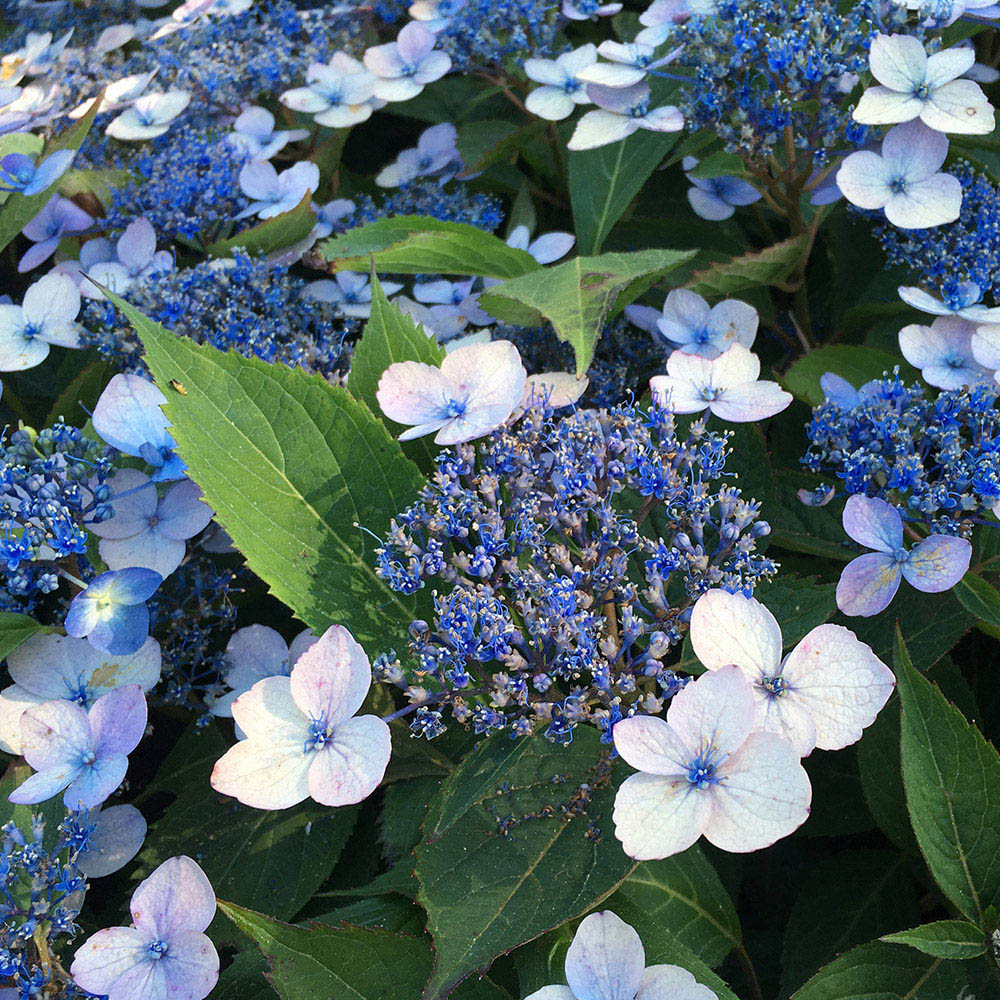 YouGarden Hydrangea Serrata Magic Pillow Plant Pot 9cm 3 Pack Image 2