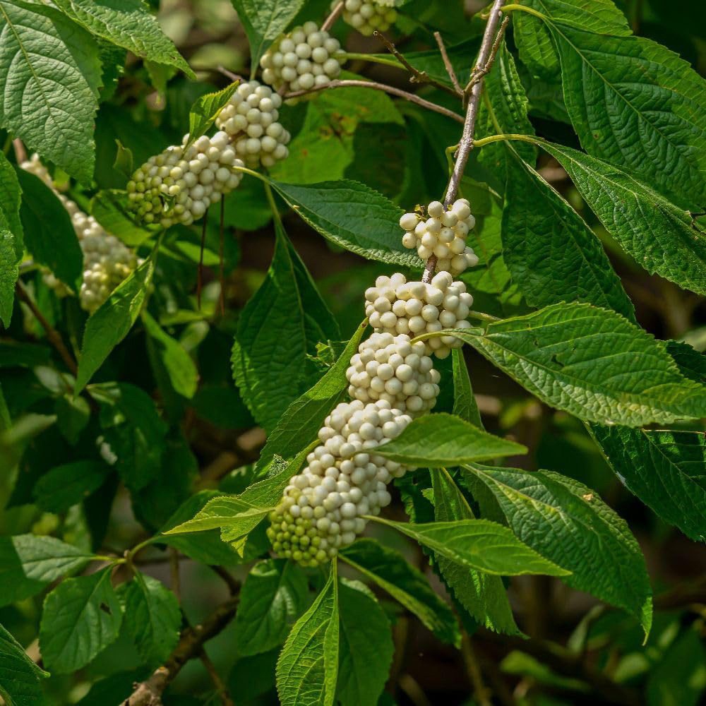 Thompson and Morgan Callicarpa Bodinieri Magical Snow Queen Plant Pot 9cm Image 1