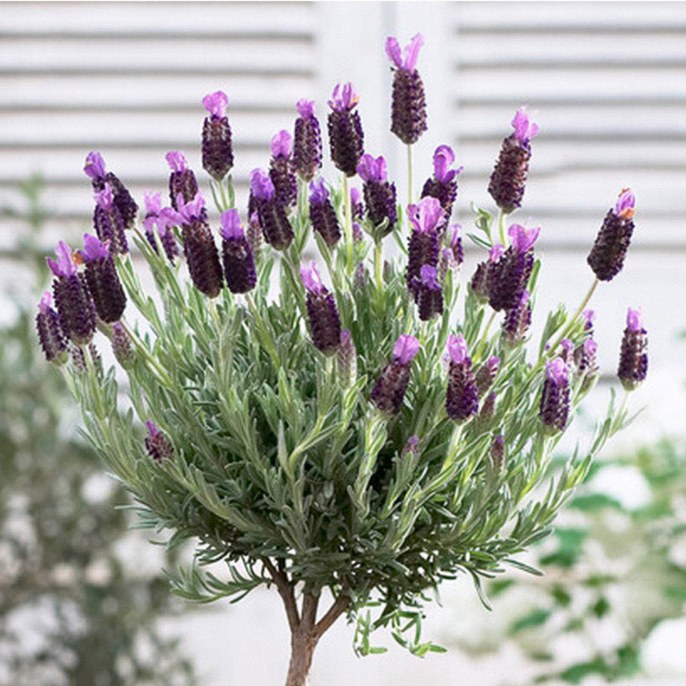 YouGarden Lavender Mini Standard Anouk Plant Pot 12cm Image 1