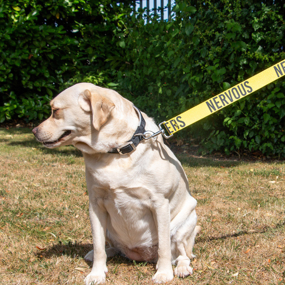 Nervous Awareness Dog Lead Yellow Image 2