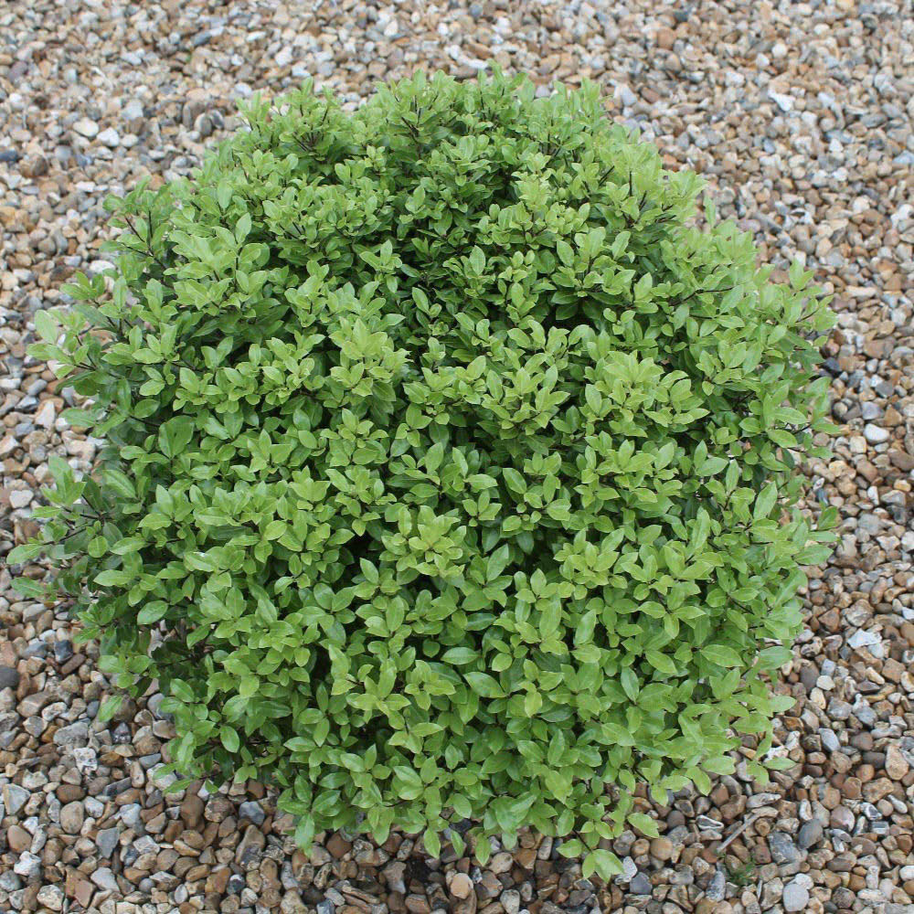 Thompson and Morgan Pittosporum Tenuifolium Beach Ball Plant Pot 9cm 3 Pack Image 2
