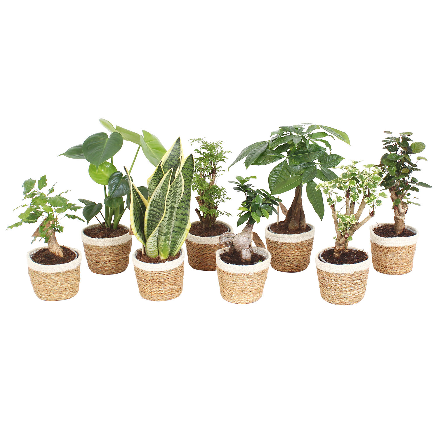 Green Houseplant in Noah Basket - Green Image