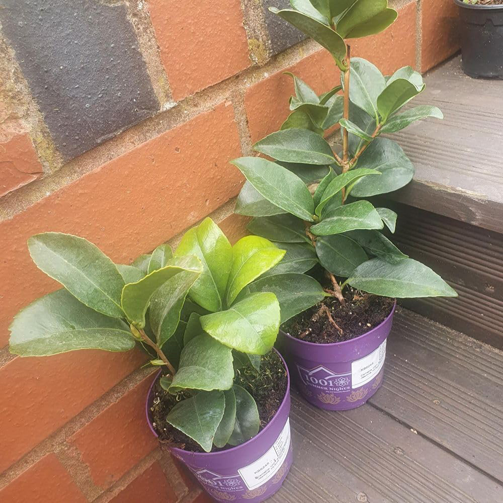 Thompson and Morgan Camellia Changii 1001 Summer Nights Jasmine Plant Pot 3L Image 2