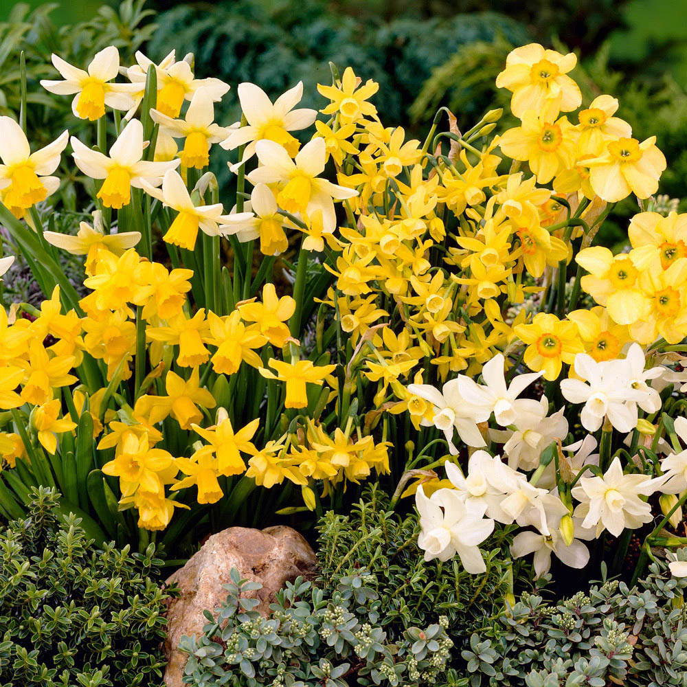 wilko Short Narcissus Mixed Planting Bulb 100 Pack Image 1