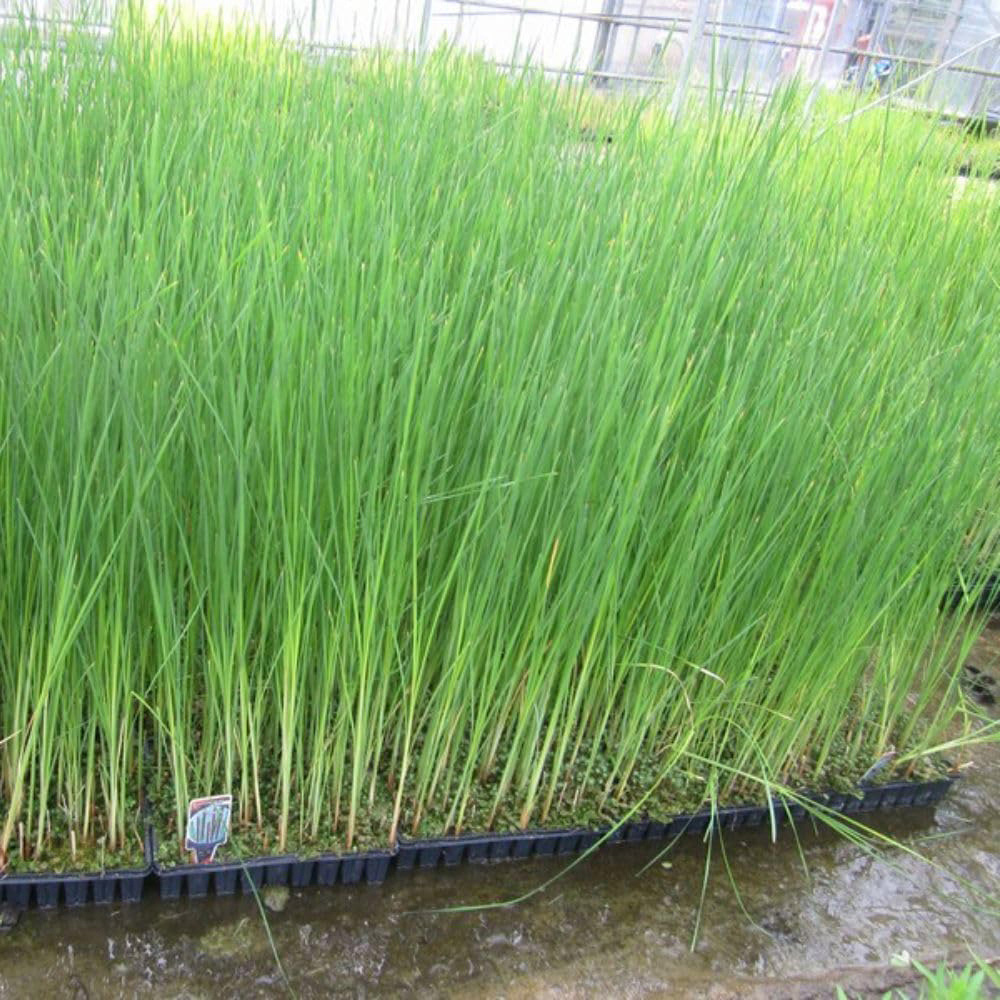 Thompson and Morgan Typha Angustifolia Plant Pot 9cm 3 Pack Image 2