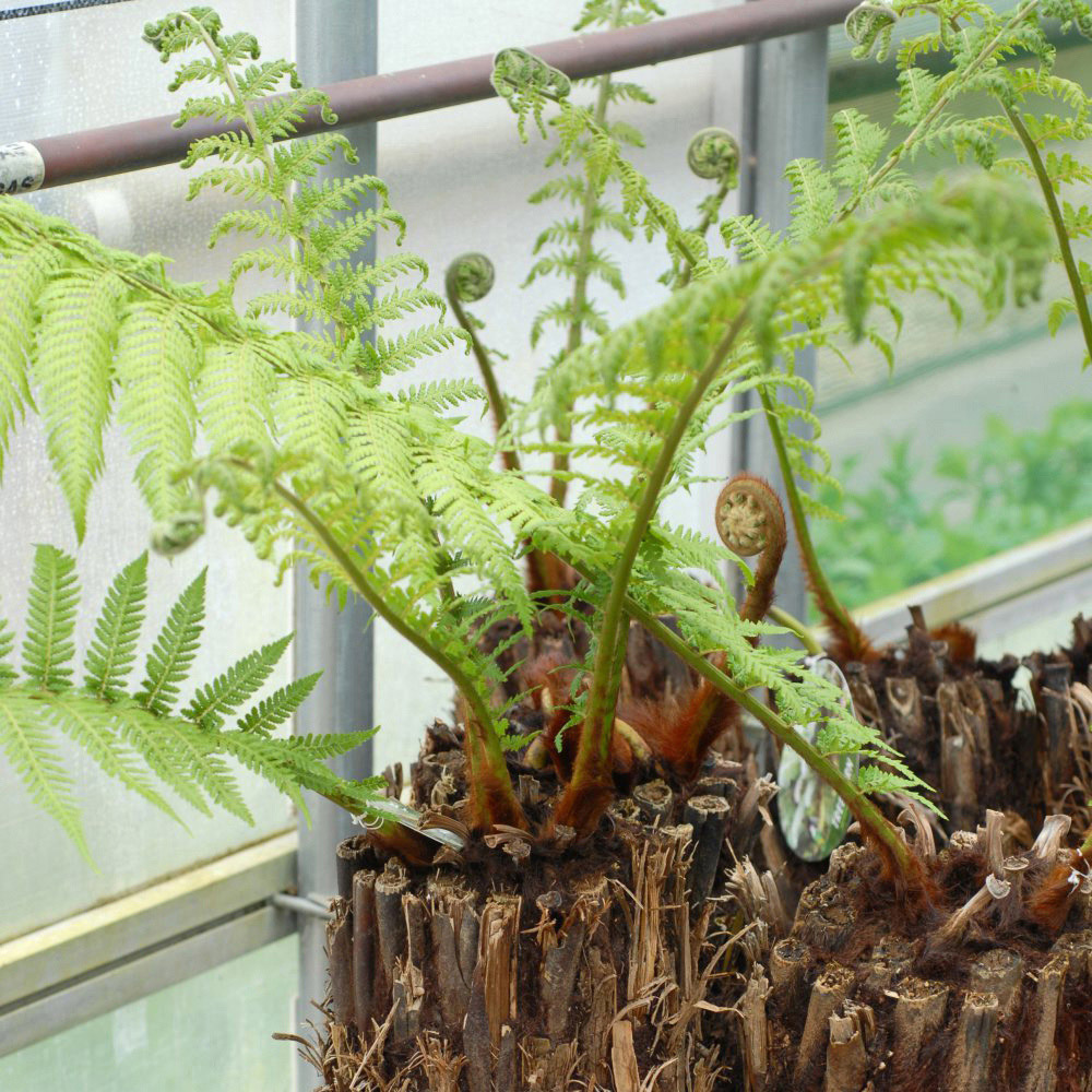Thompson and Morgan Dicksonia Antarctica Tree Fern 0.5ft Trunk Root Wrap 2 Pack Image 3