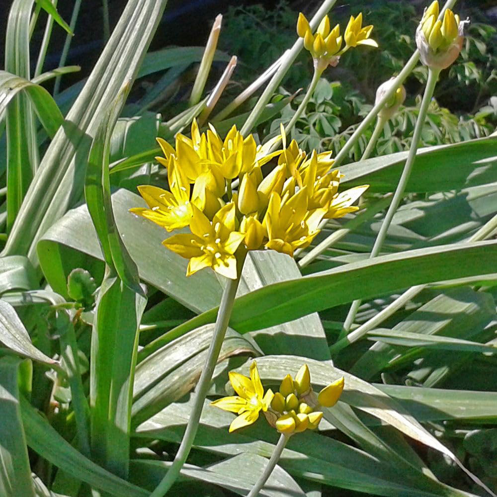 Thompson and Morgan Spring Saver Collection Bulb 181 Pack Image 2