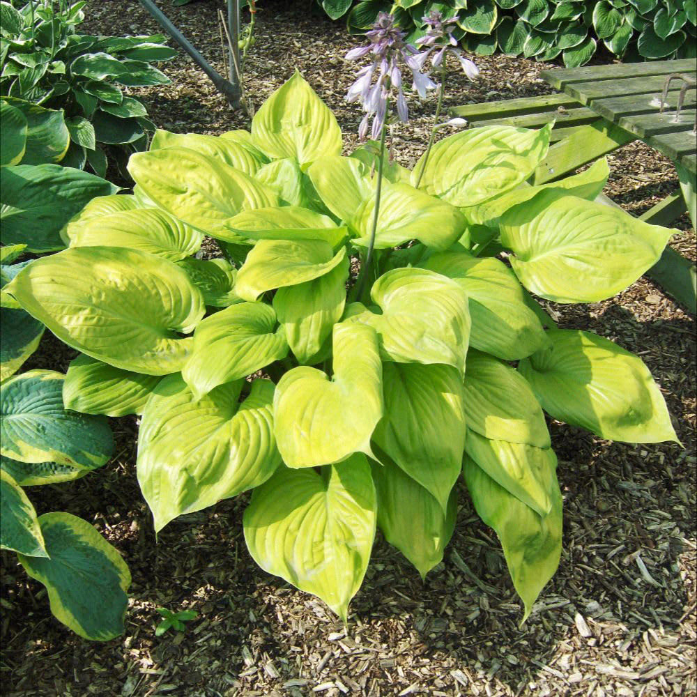 Thompson and Morgan Hosta Hybrid Sum and Substance Plant Pot 9cm Image