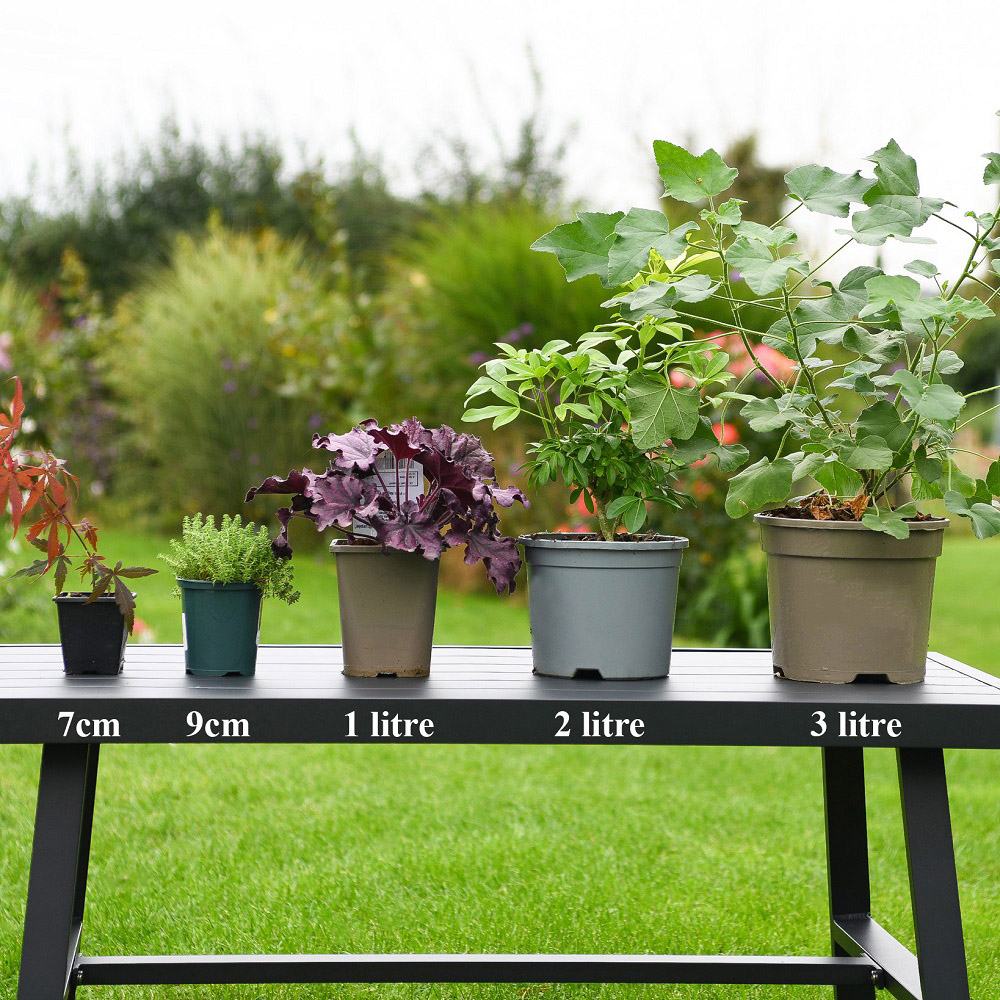 Thompson and Morgan Evergreen Shrub Trio Plant Pot 9cm 3 Pack Image 7