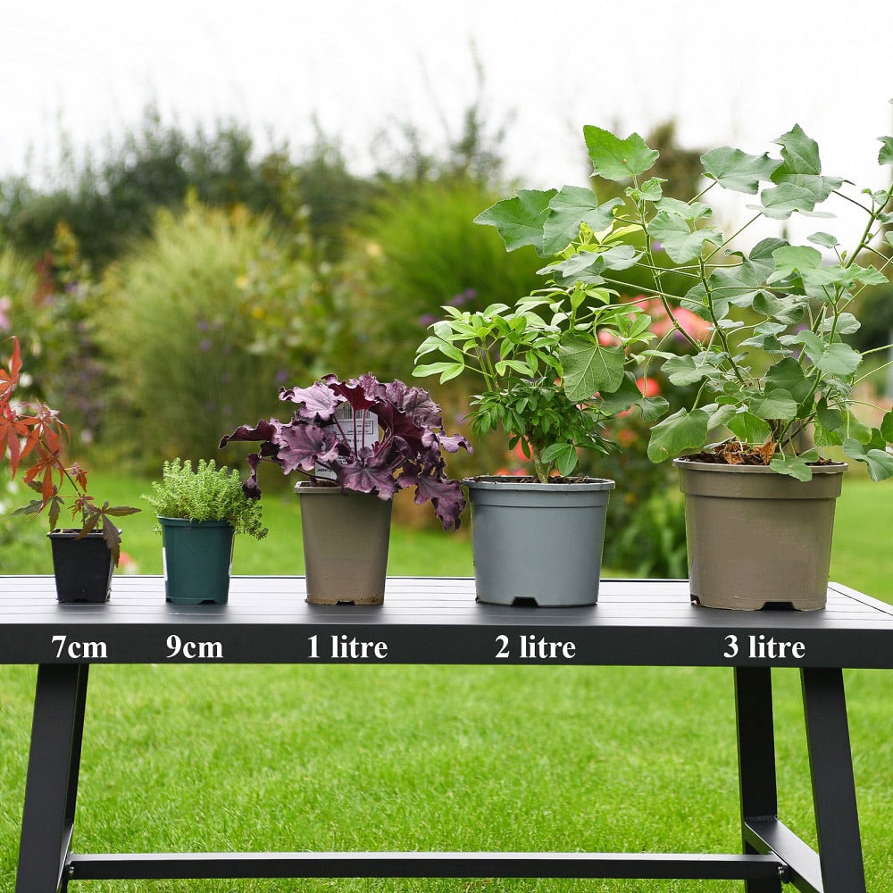 Thompson and Morgan Gaillardia Arizona Sun Plant Pot 1L 2 Pack Image 2