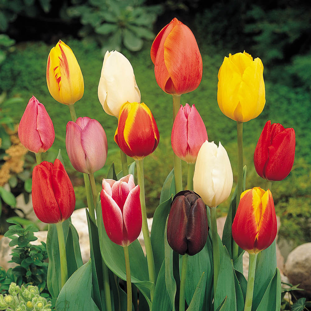 YouGarden Triumph Mixed Tulip Planting Bulb 30 Pack Image 1
