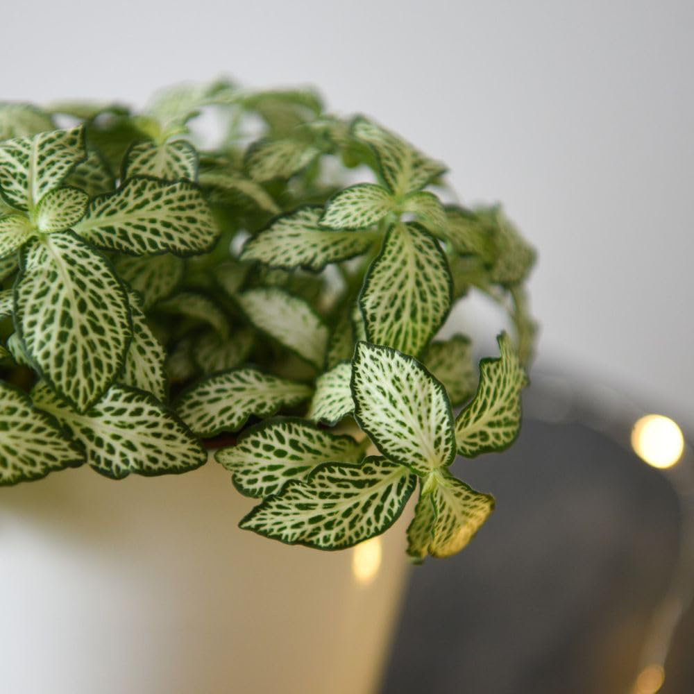 Thompson and Morgan Fittonia Mosaic White Tiger Plant Pot 8.5cm 2 Pack Image 2