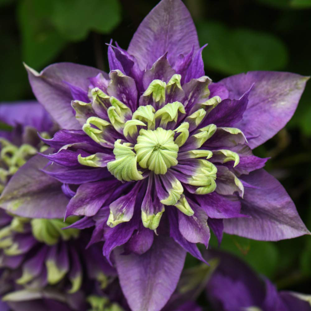 Thompson and Morgan Clematis Taiga Pot 9cm 2 Pack Image 1