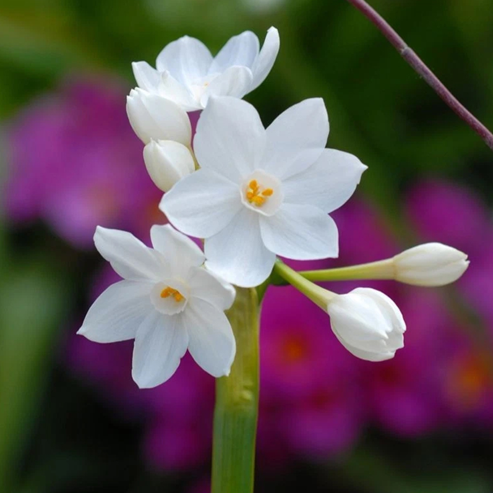 Thompson and Morgan Daffodil Papyraceus Planting Bulb 32 Pack Image 1