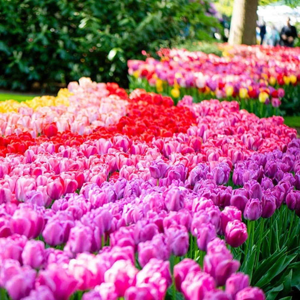 Thompson and Morgan Tulip Giant Collection Planting Bulb 40 Pack Image 4