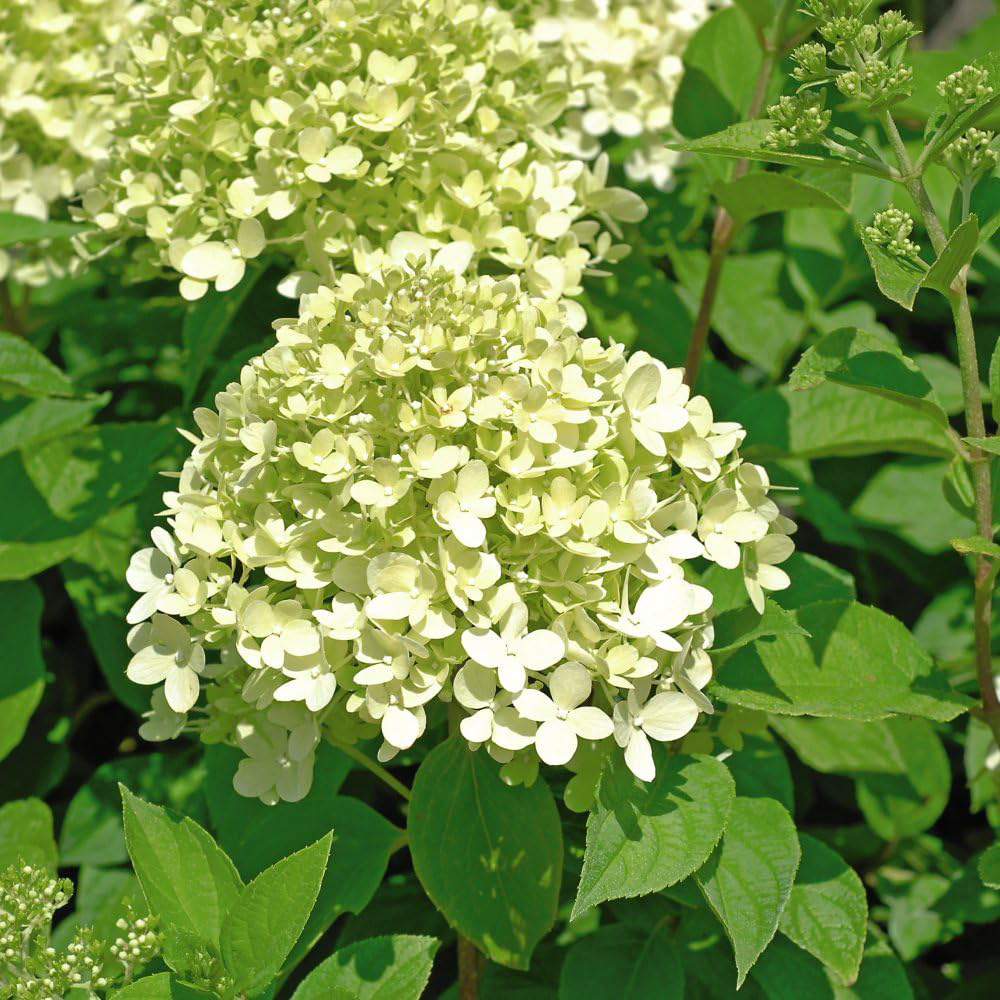 Thompson & Morgan Hydrangea Paniculata Limelight Multi-Toned Plant Pot 9cm Image 3