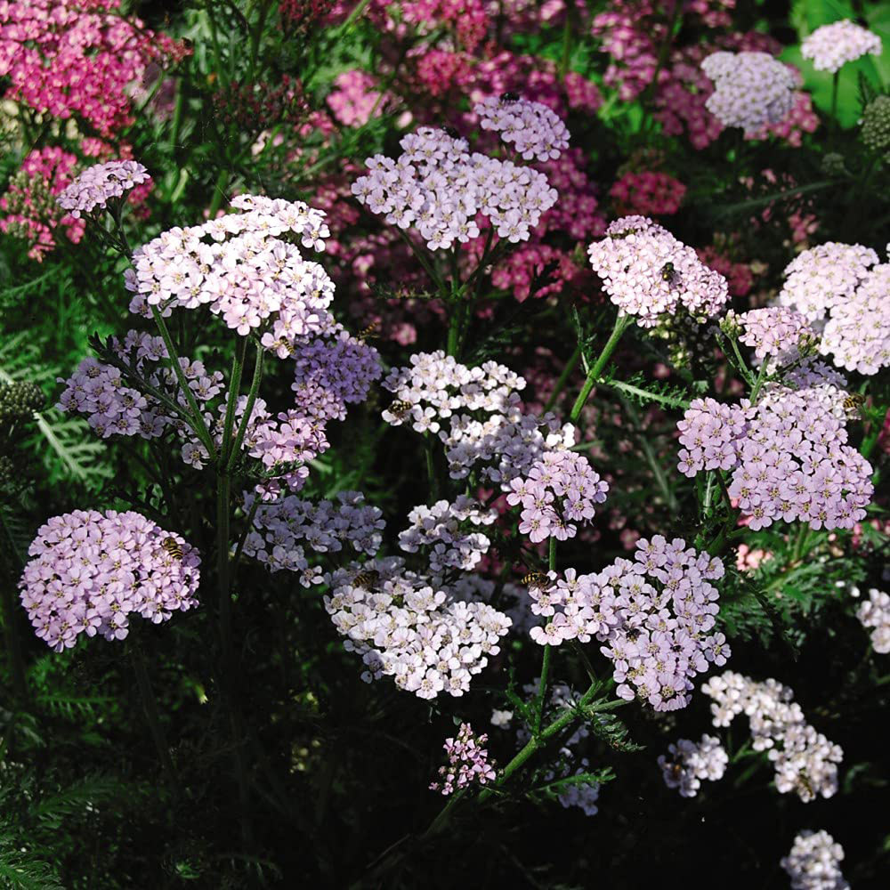 Thompson and Morgan Achillea Summer Berries Plant Pot 9cm 3 Pack  Image 3