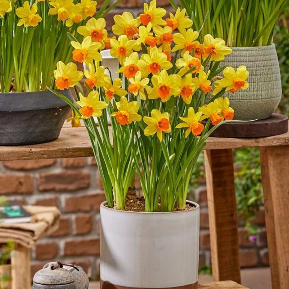 Thompson and Morgan Daffodil Maria Geertruida Planting Bulb 8 Pack Image 3