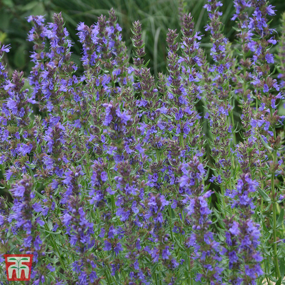 Thompson & Morgan Herb Hyssop Tricolour Seed Packet Image 2