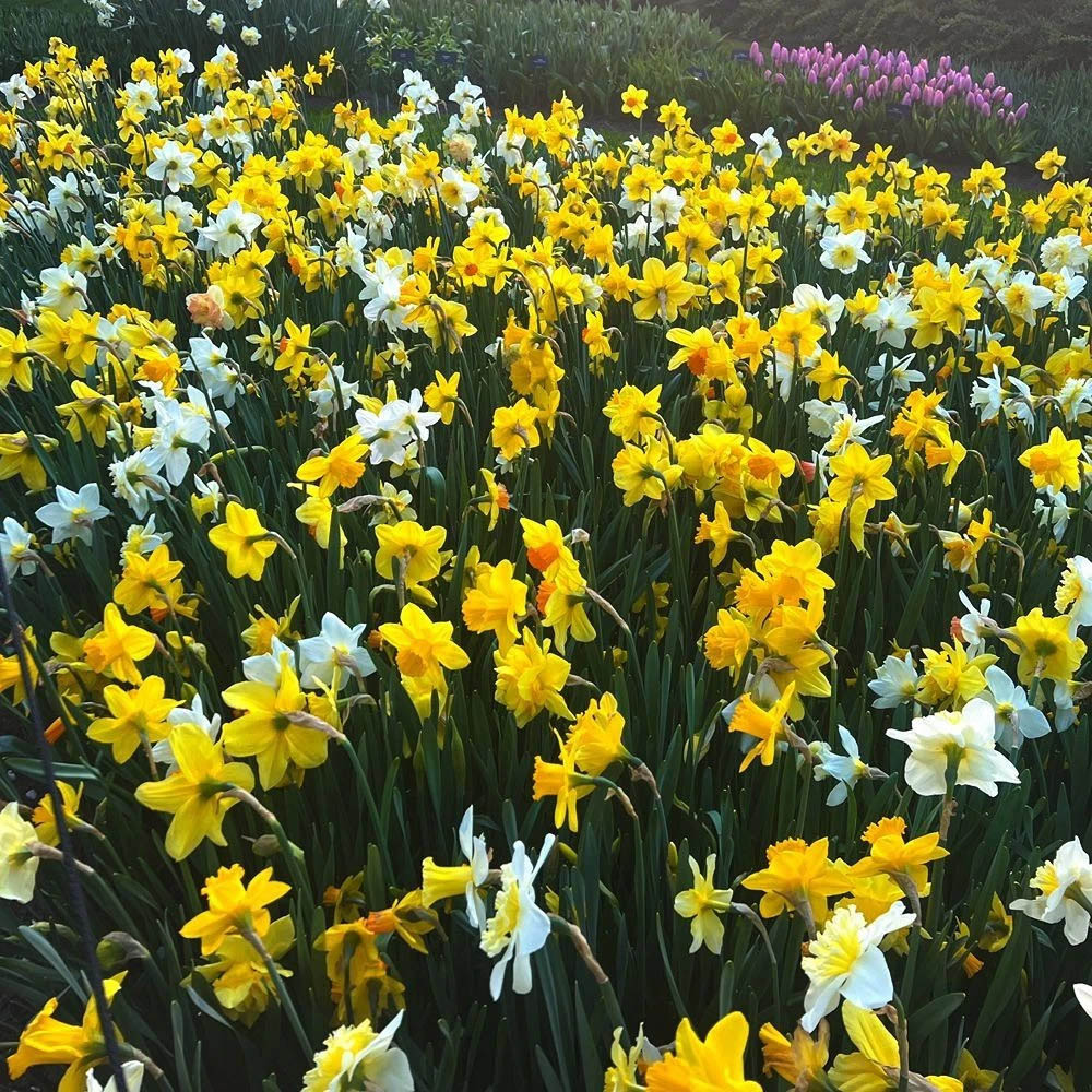 Thompson and Morgan Daffodil Spring Flowering Mixed Spring Planting Bulb 160 Pack Image 3