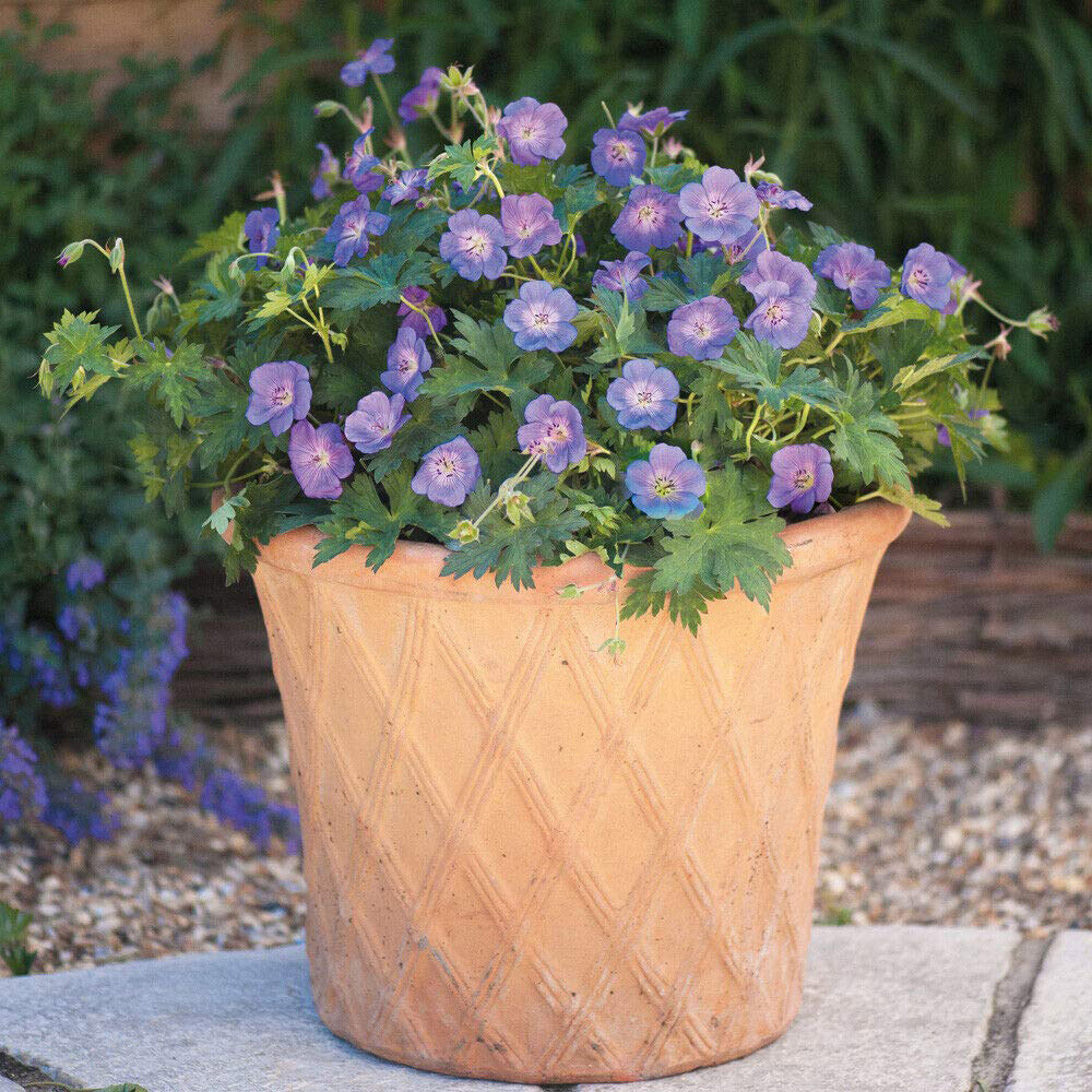 Thompson and Morgan Geranium Rozanne Jumbo Plug Plant 3 Pack Image 2