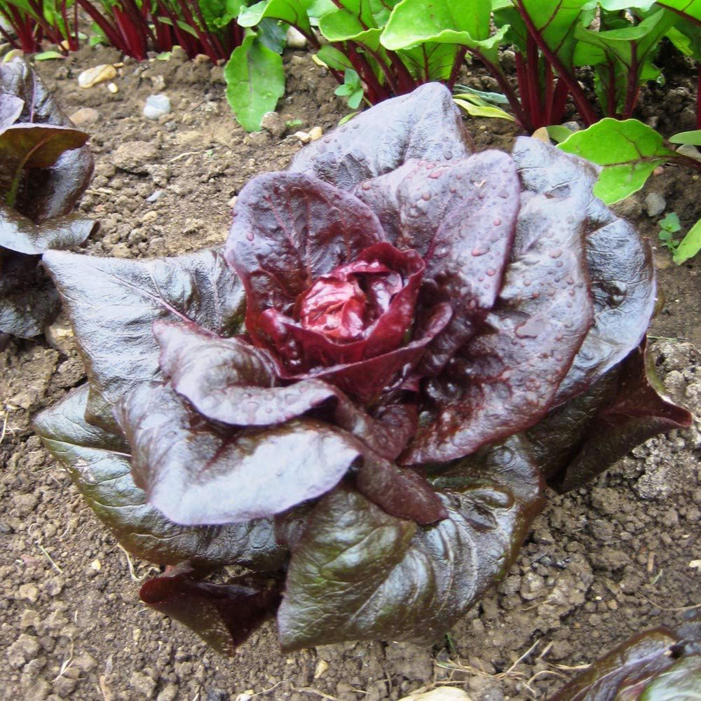 Thompson and Morgan Lettuce Romaine Cos Little Gem Seeds Image 1