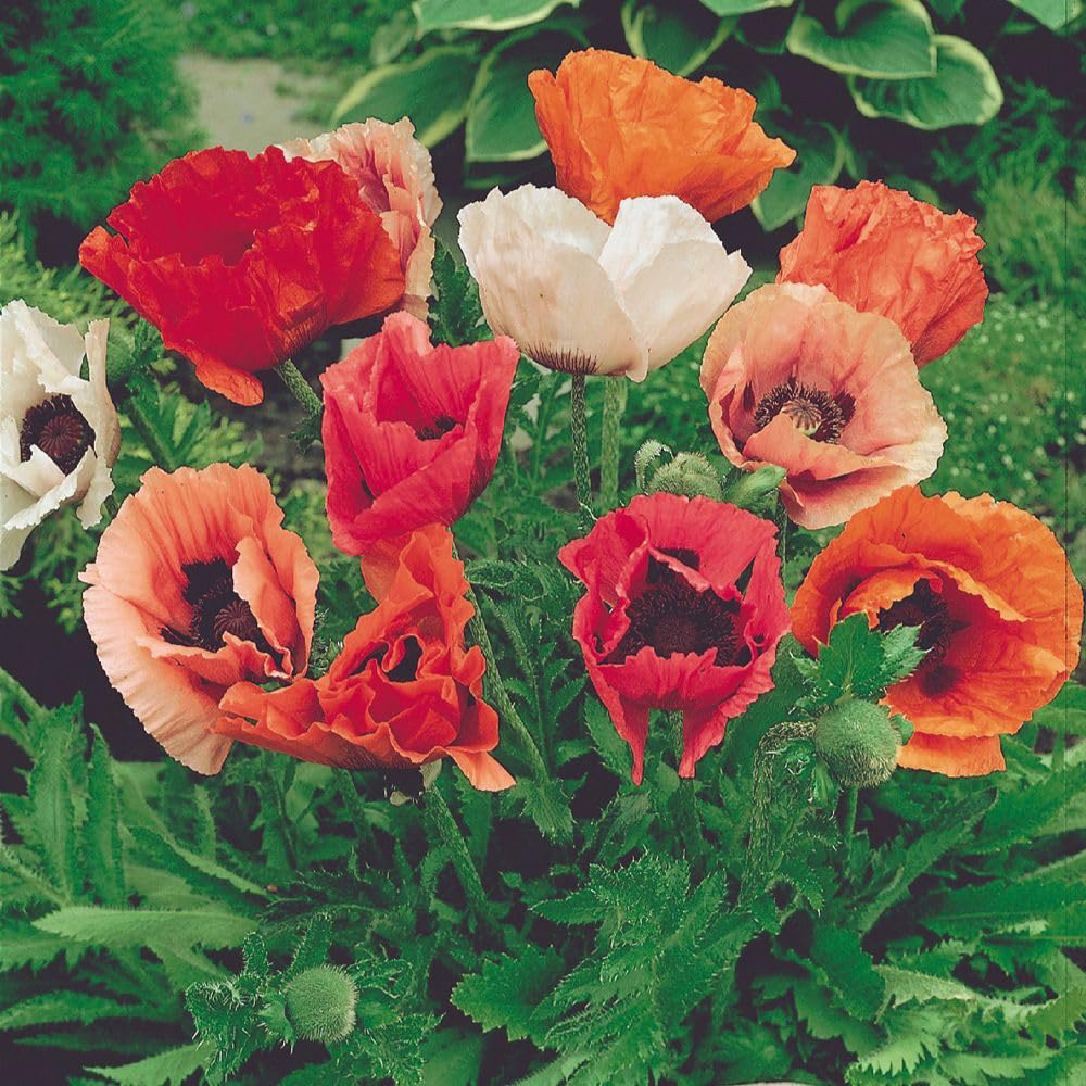 Thompson and Morgan Poppy Papaver Orientale Pizzicato Plant Pot 9cm Image