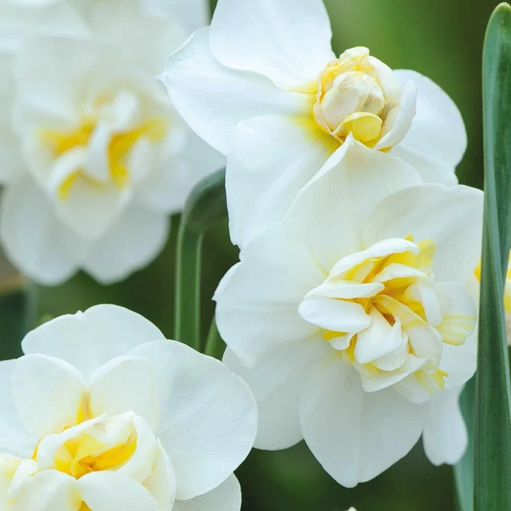 Thompson and Morgan Daffodil Cheerfulness Duo Planting Bulb 16 Pack Image 3