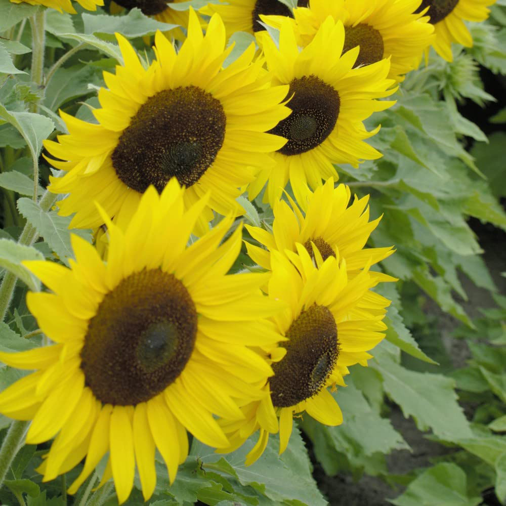 Thompson & Morgan Sunflower Little Dorrit F1 Hybrid Seeds Image 3