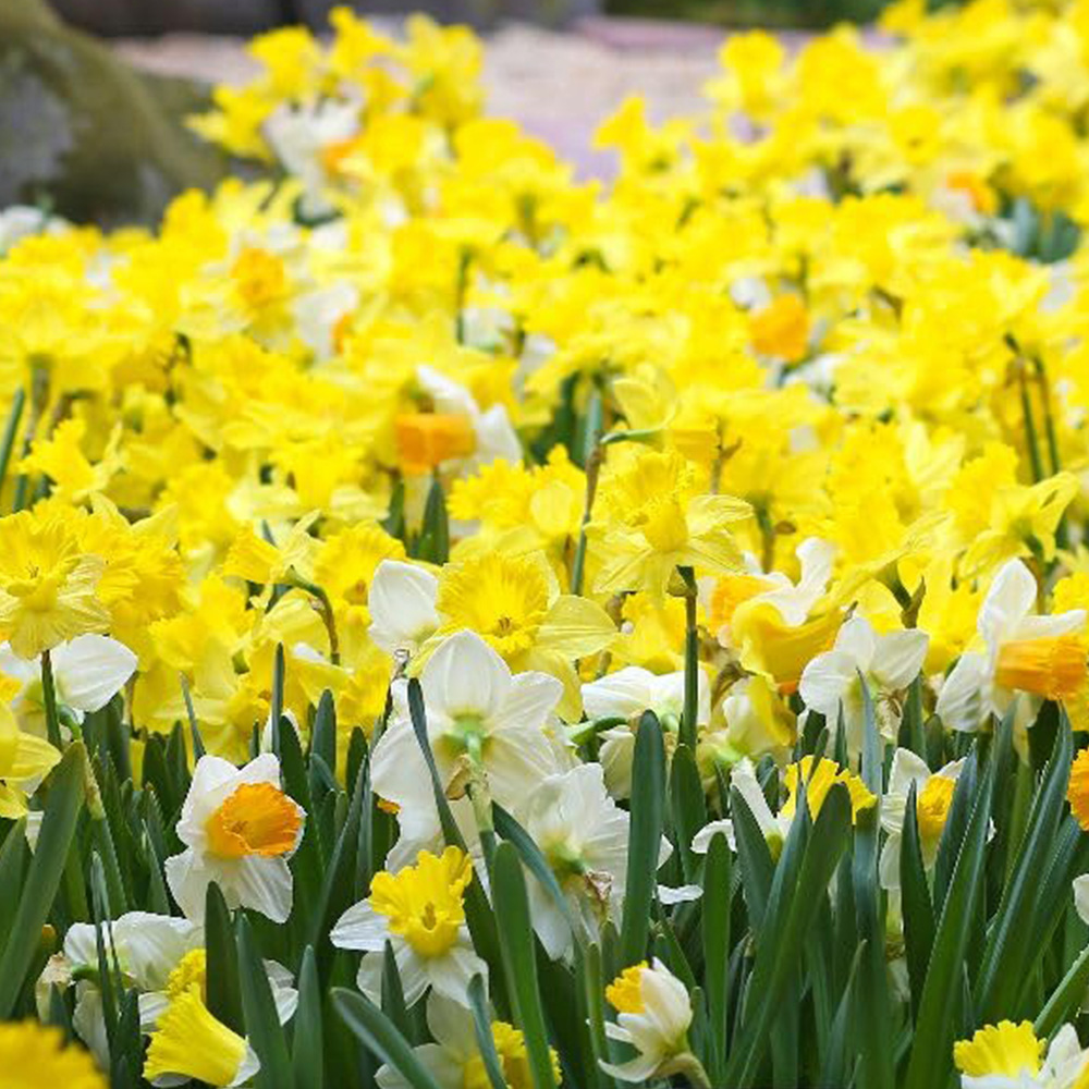 Thompson and Morgan Daffodil Rockgarden Mix Bulb 60 Pack Image 1