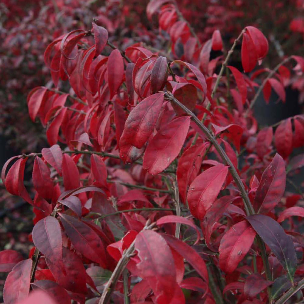 Thompson and Morgan Euonymus Alatus Compactus Plant Pot 9cm Image 1
