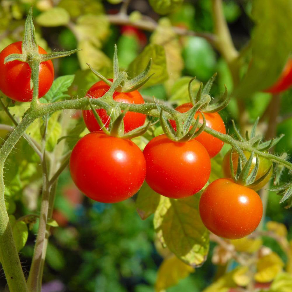 Thompson and Morgan Tomato Gardeners Delight Seeds Image 1