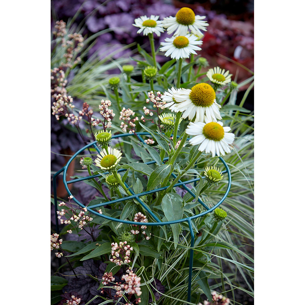 Tom Chambers Herbaceous Heavy Duty Dark Green Metal Steel Plant Support 50cm x 30cm 3 Pack Image 2